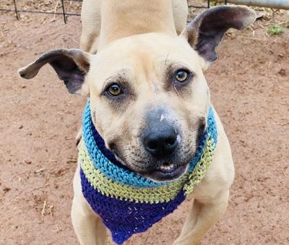 Enlarge Jimmy Chew $85, a Adoptable mixed breed in Seneca, SC image 2/3