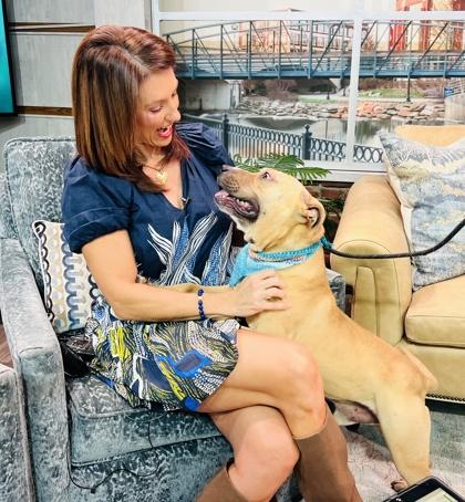 Jimmy Chew $85 Fostered, a Adoptable mixed breed in Seneca, SC image 3/3