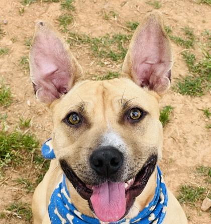 Enlarge Jimmy Chew $85 fostered, a Adoptable mixed breed in Seneca, SC image 2/3