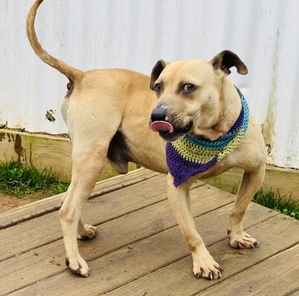 Enlarge Jimmy Chew $85, a Adoptable mixed breed in Seneca, SC image 3/3