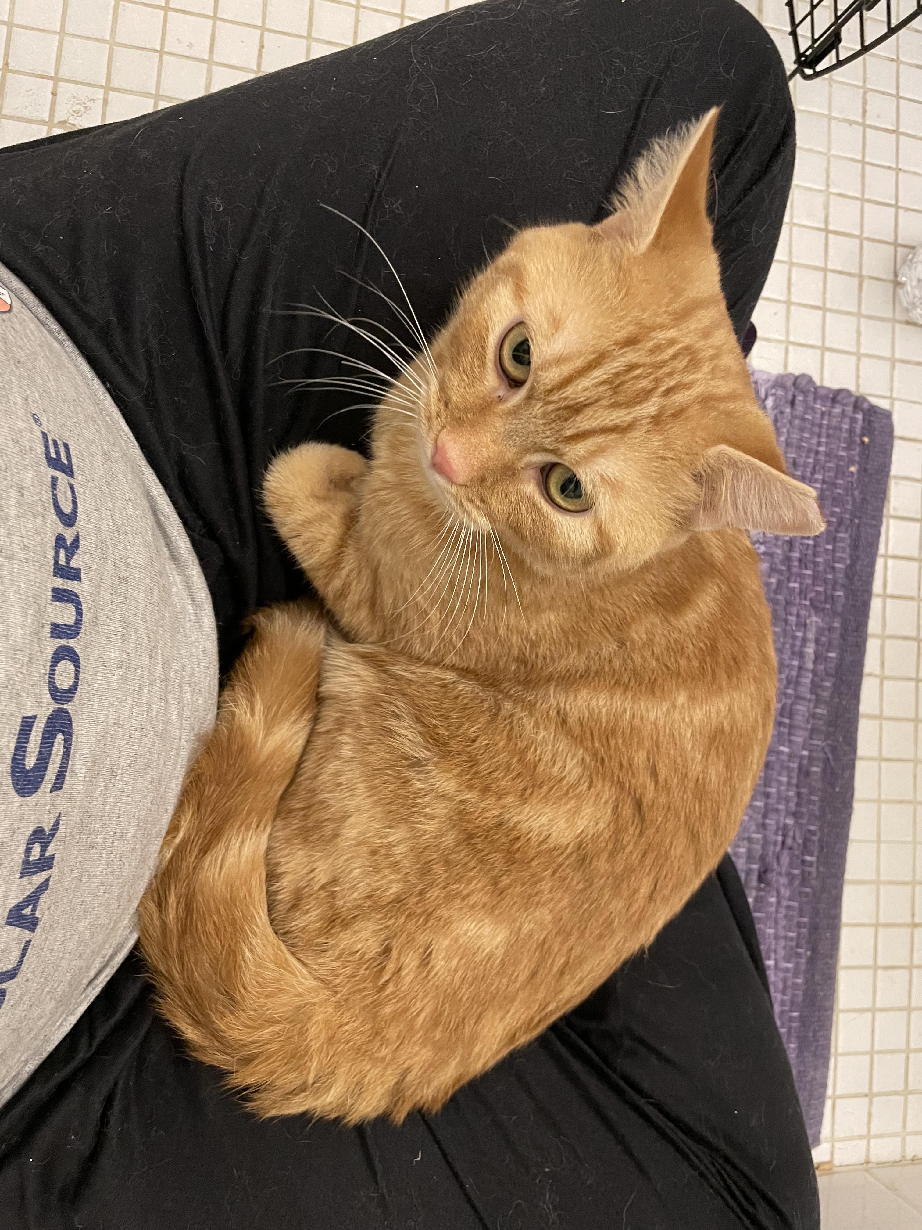 Aragorn, a Adoptable Tabby in Fern Park, FL image 2/5