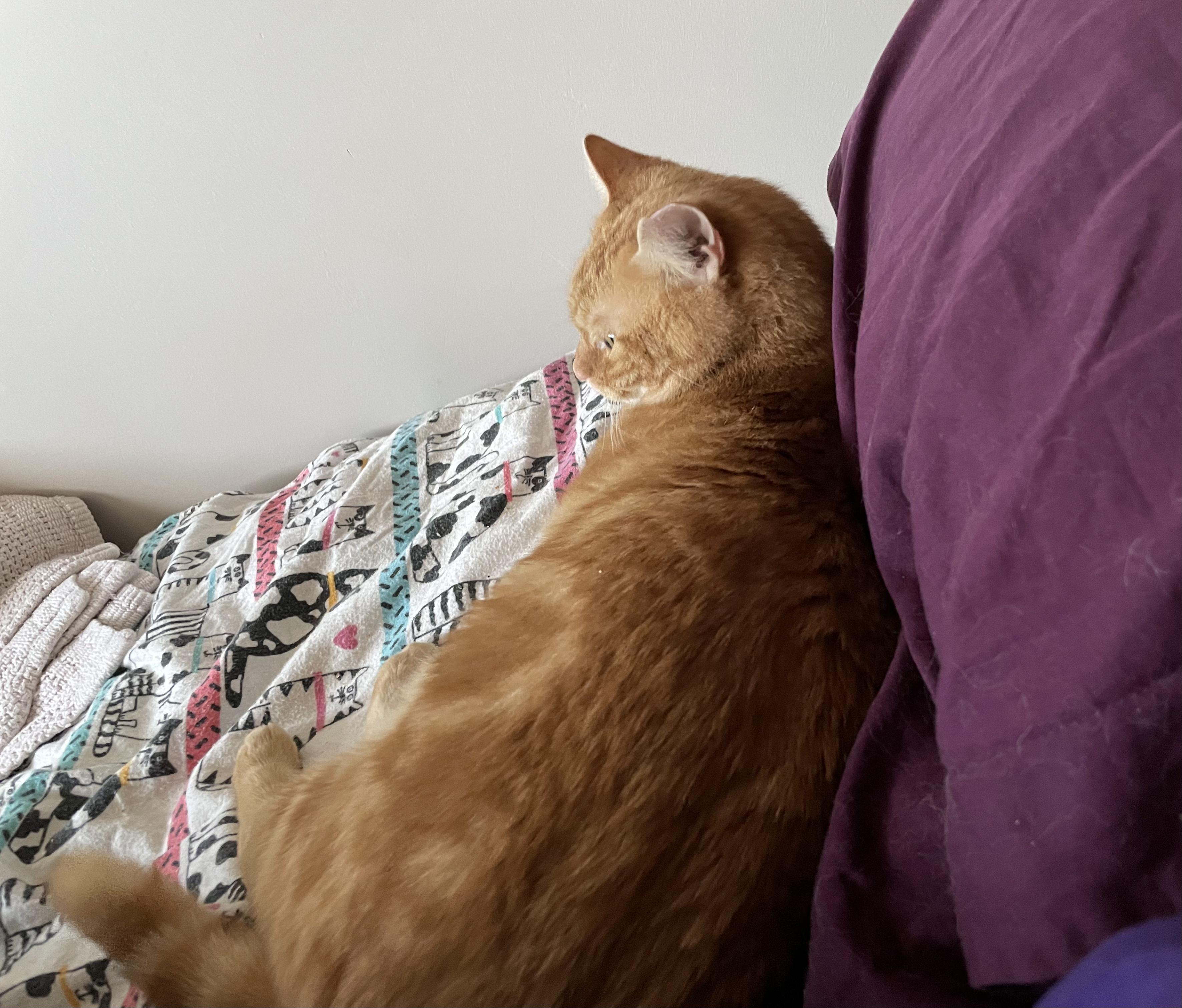 Aragorn, a Adoptable Tabby in Fern Park, FL image 3/5