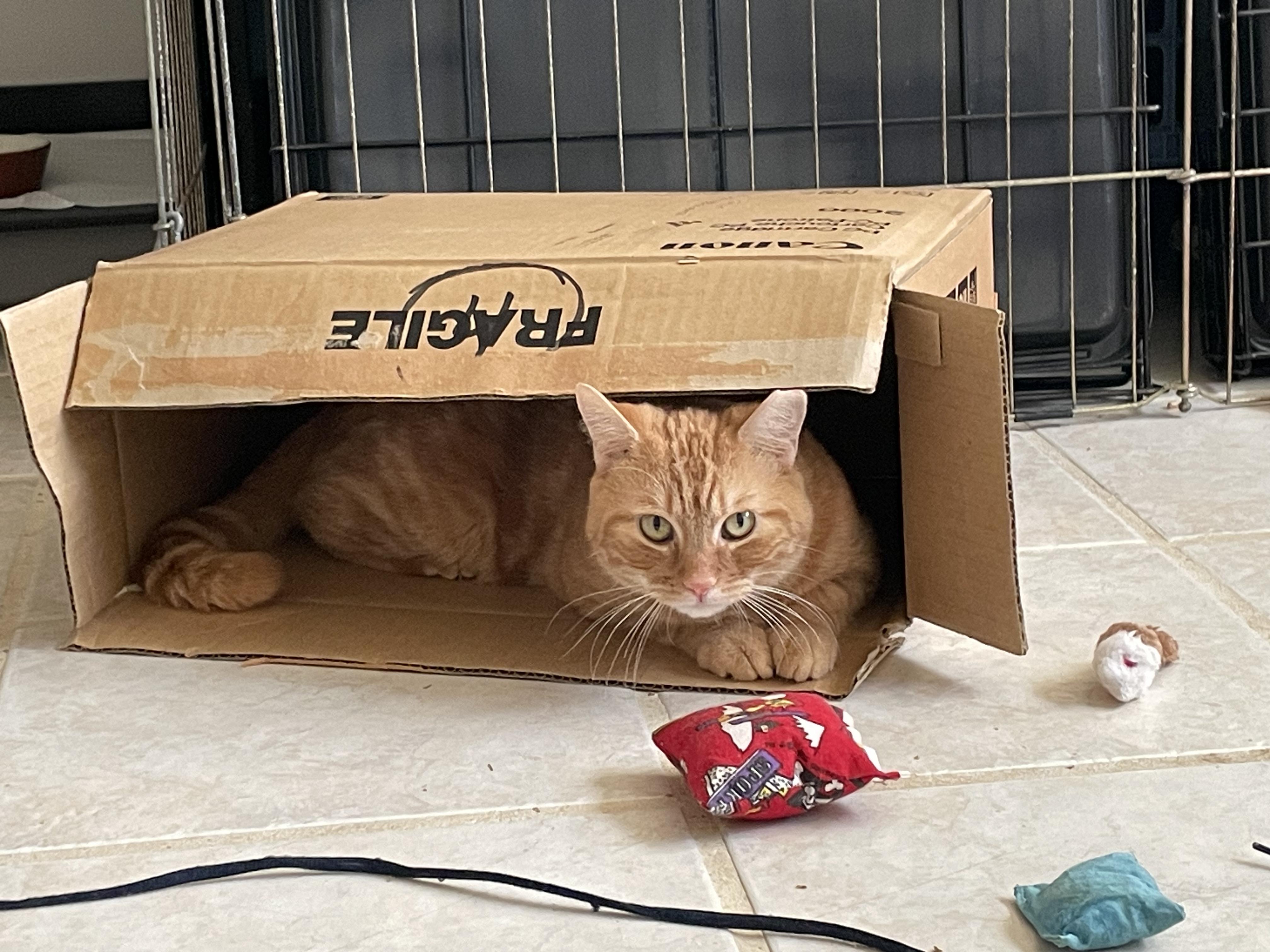Aragorn, a Adoptable Tabby in Fern Park, FL image 4/5