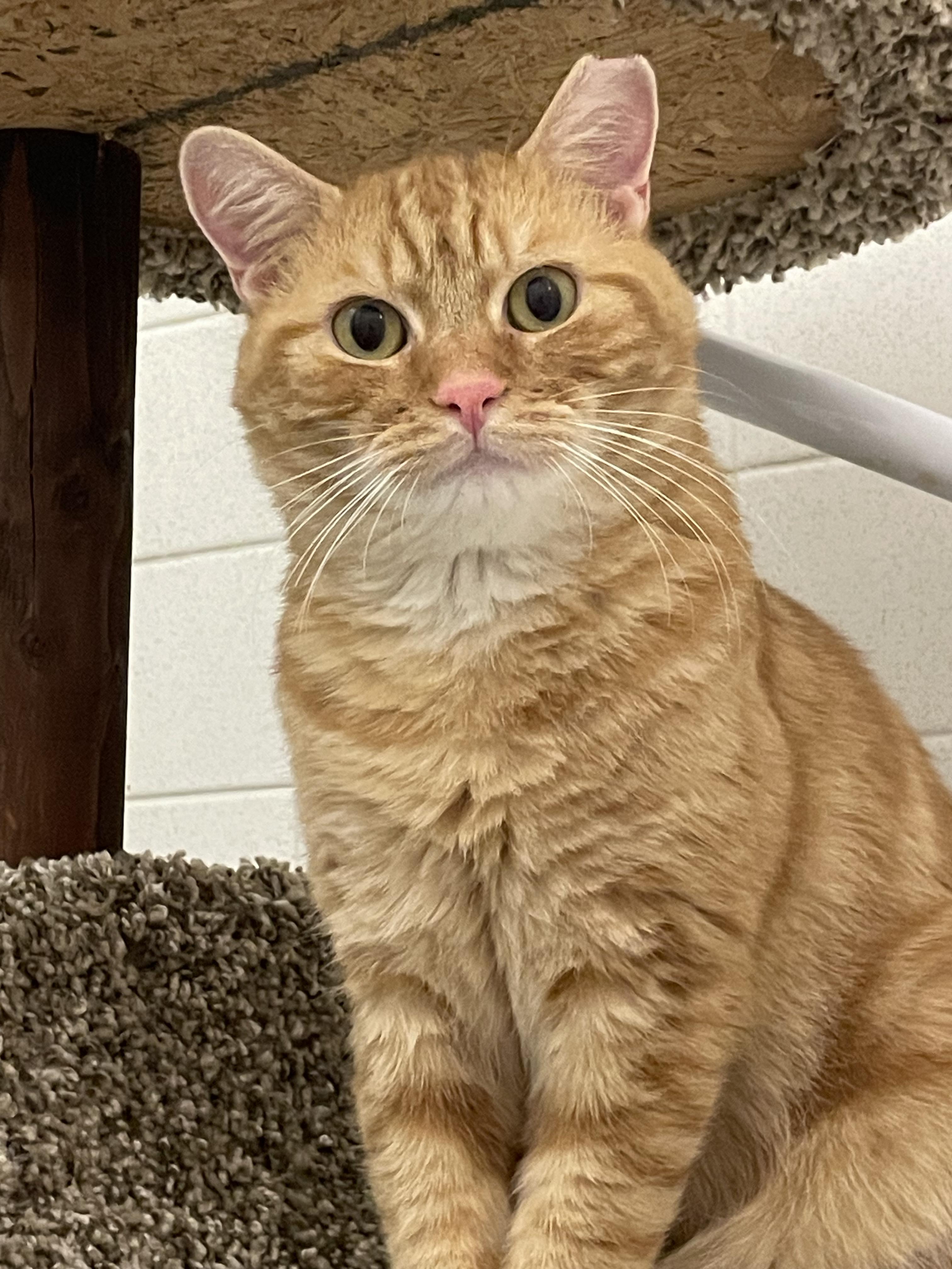 Aragorn, a Adoptable Tabby in Fern Park, FL image 1/5