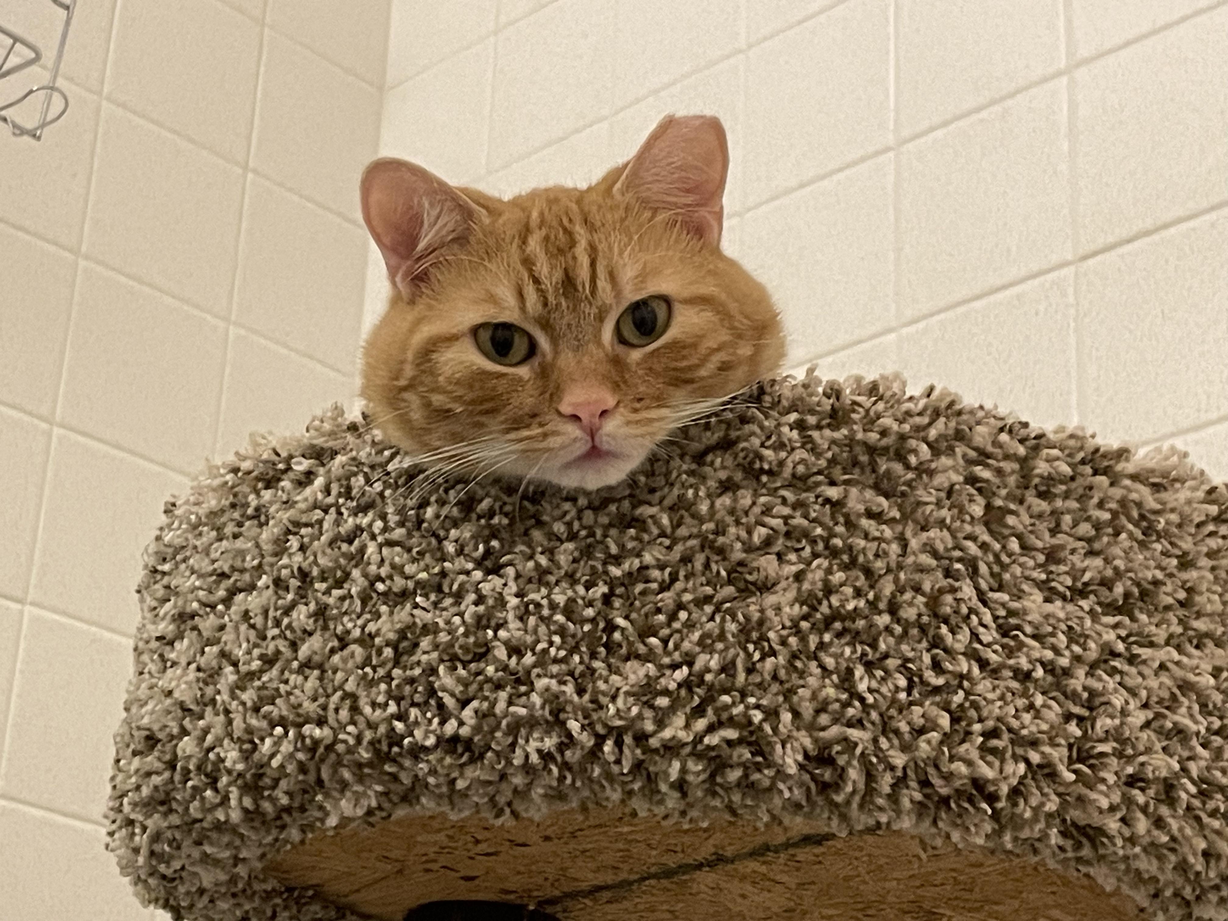 Aragorn, a Adoptable Tabby in Fern Park, FL image 5/5