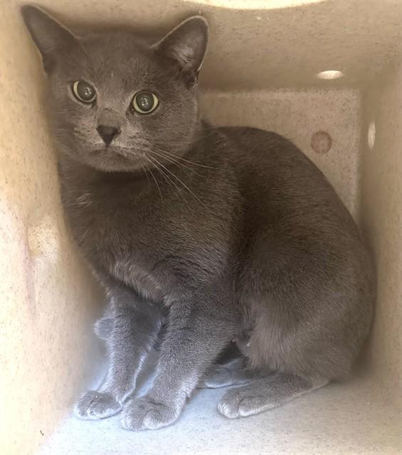 SPICE, Adoptable, Young Female Domestic Short Hair.