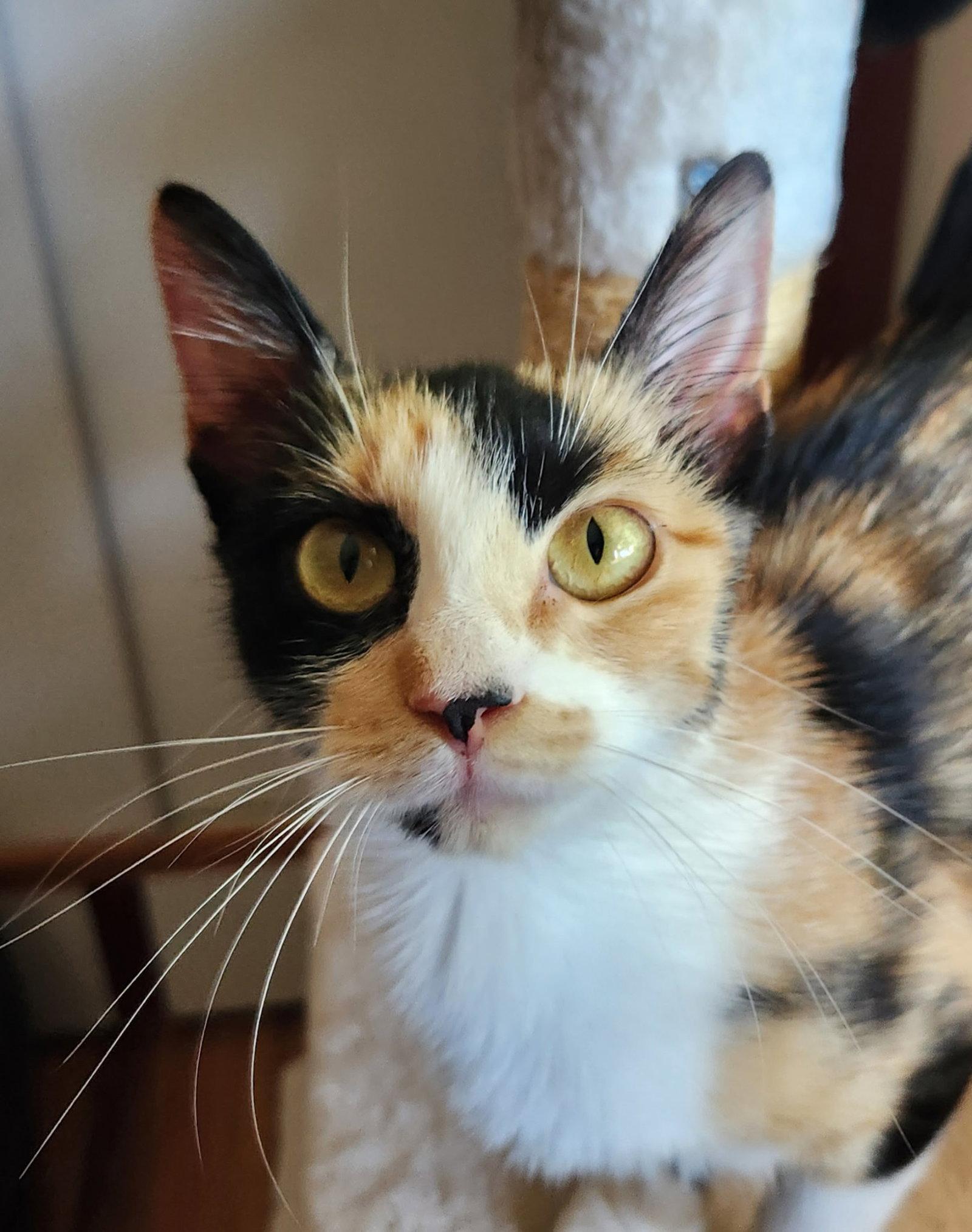 Enlarge LILLIAN - Young Calico, a Adopted Calico in Hillsboro, OR image 1/3