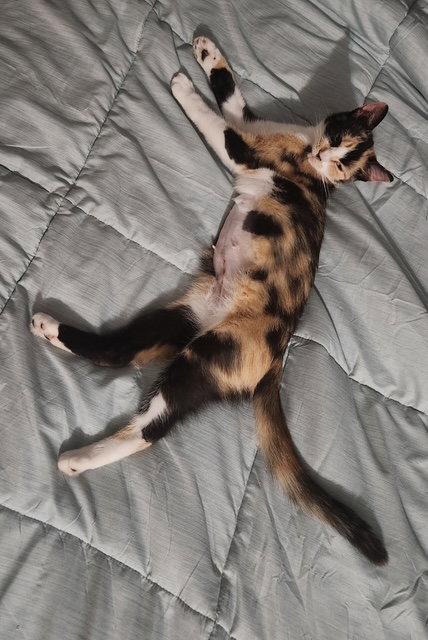 Enlarge LILLIAN - Young Calico, a Adopted Calico in Hillsboro, OR image 2/3