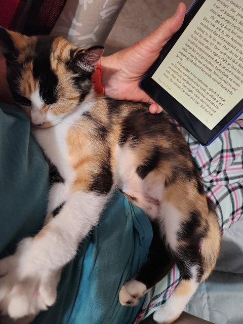 Enlarge LILLIAN - Young Calico, a Adopted Calico in Hillsboro, OR image 3/3