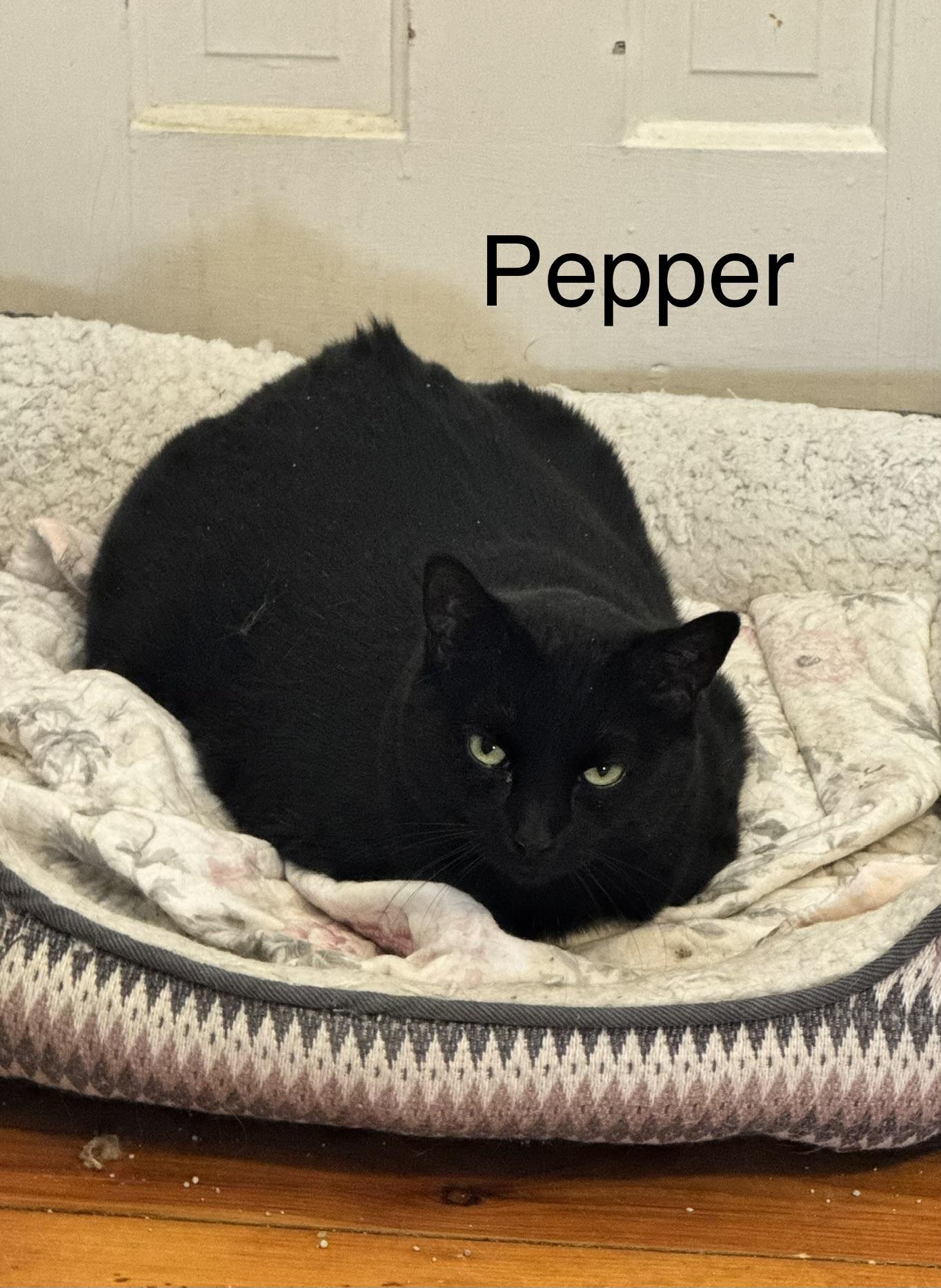 Pepper, a Adoptable Domestic Short Hair in Menasha, WI image 2/4