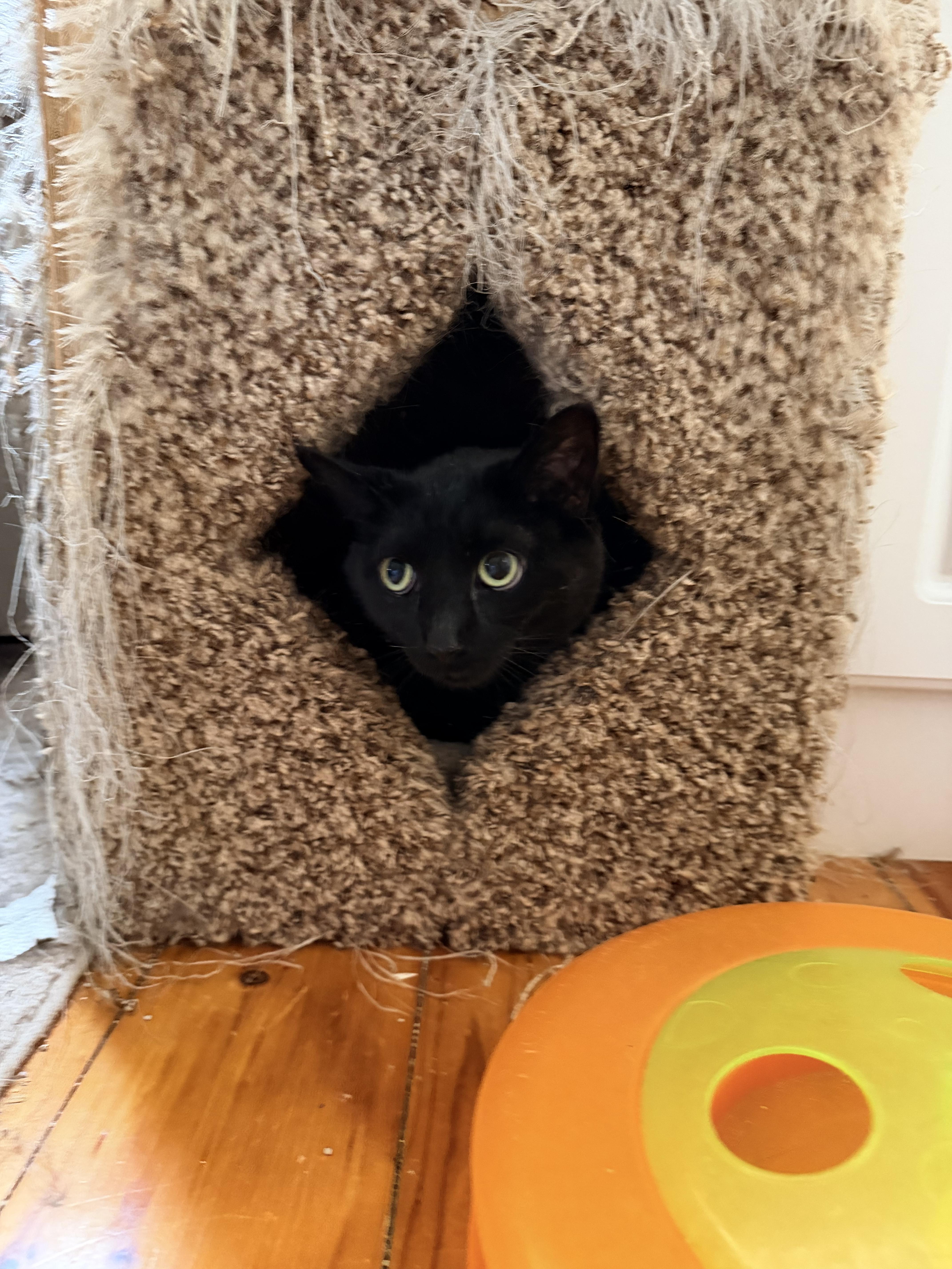 Pepper, a Adoptable Domestic Short Hair in Menasha, WI image 4/4