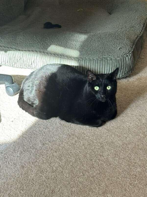 Pepper, a Adoptable Domestic Short Hair in Menasha, WI image 1/4