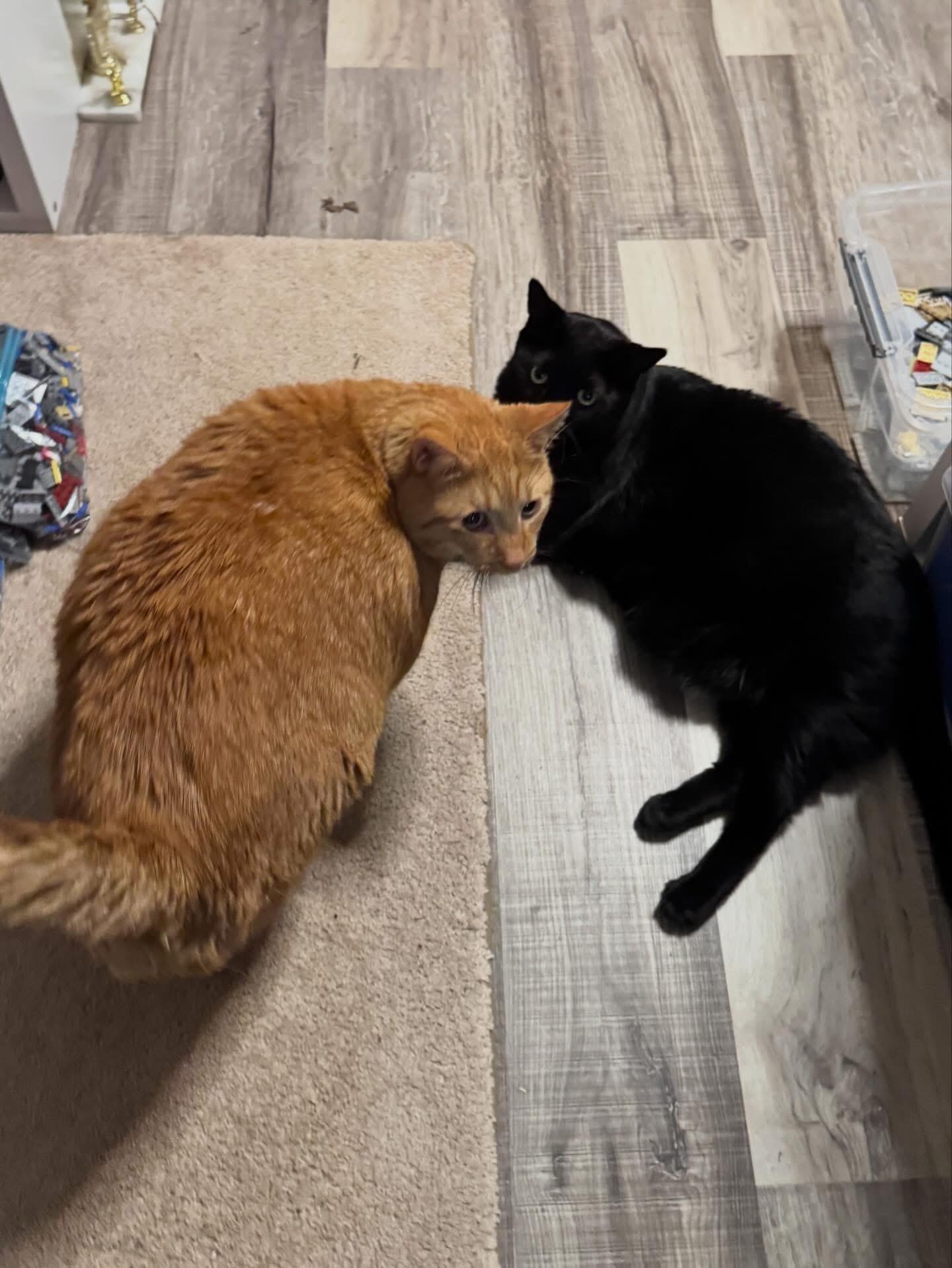Pepper, a Adoptable Domestic Short Hair in Menasha, WI image 3/4