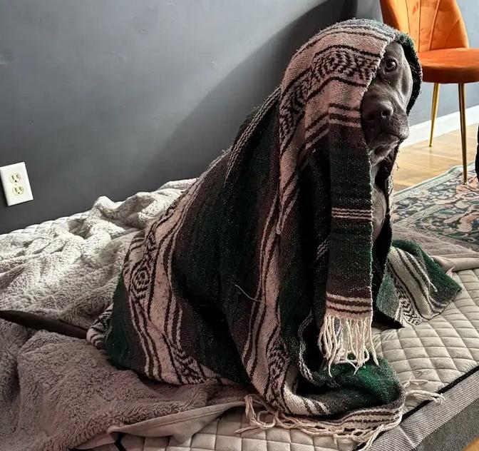 Enlarge Mayhem, an adopted mixed breed in Larkspur, CO image 5/6