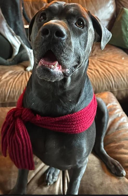 Enlarge Mayhem, an adopted mixed breed in Larkspur, CO image 3/6