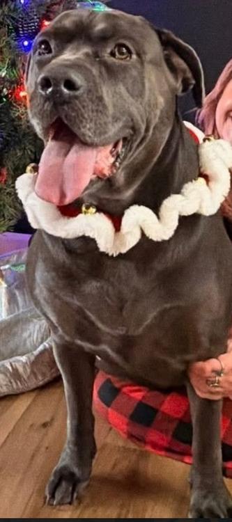 Enlarge Mayhem, an adopted mixed breed in Larkspur, CO image 6/6