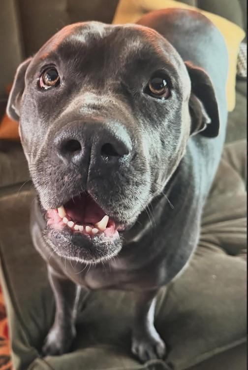 Enlarge Mayhem, an adopted mixed breed in Larkspur, CO image 4/6