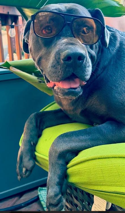 Enlarge Mayhem, an adopted mixed breed in Larkspur, CO image 1/6