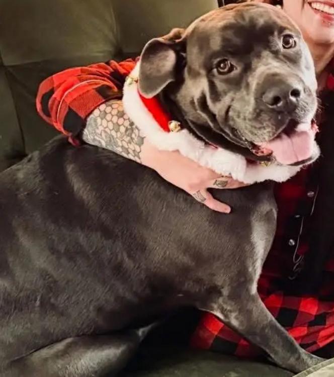 Enlarge Mayhem, an adopted mixed breed in Larkspur, CO image 2/6