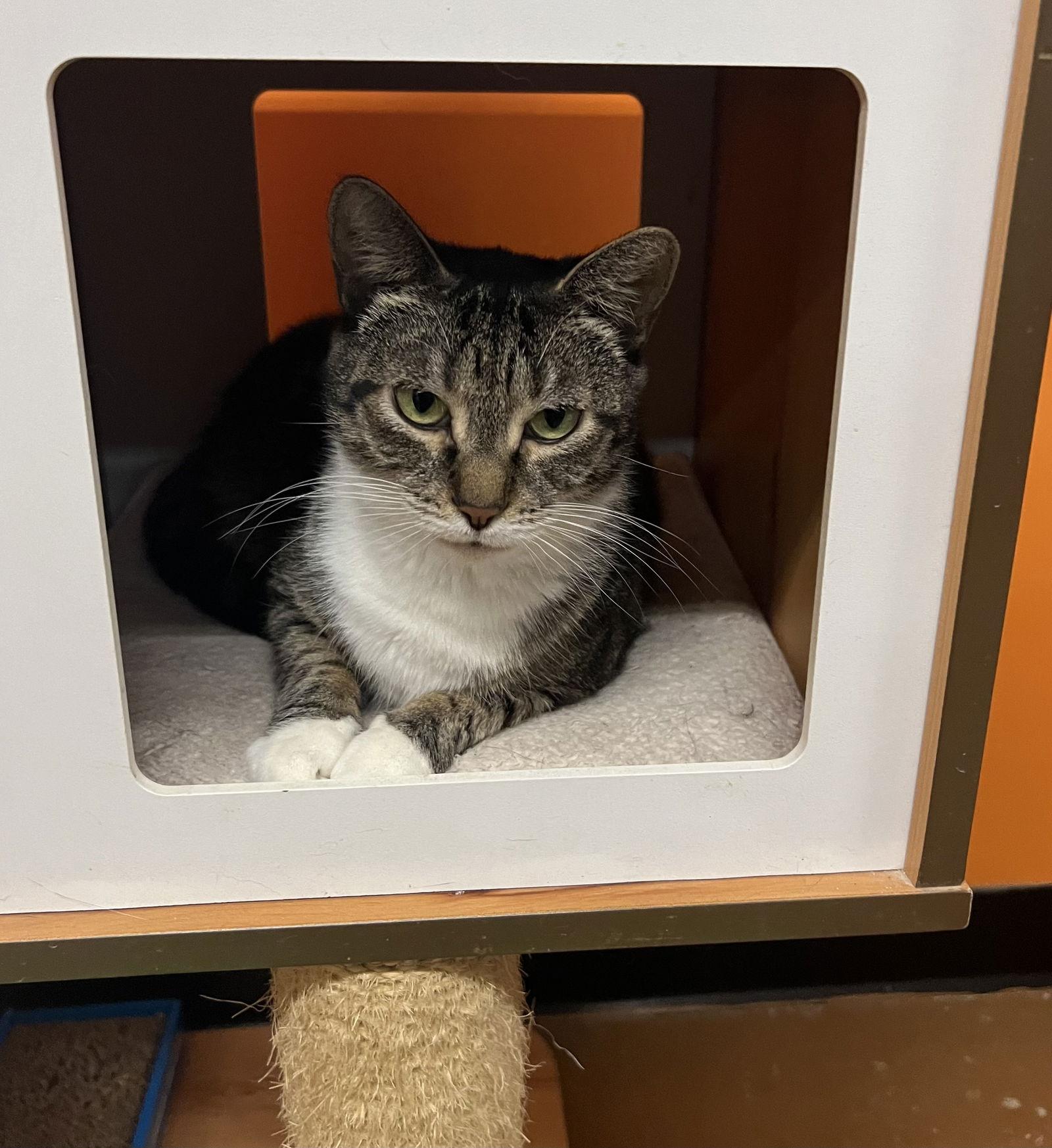 Trixie, Adoptable, Young Female Domestic Short Hair.