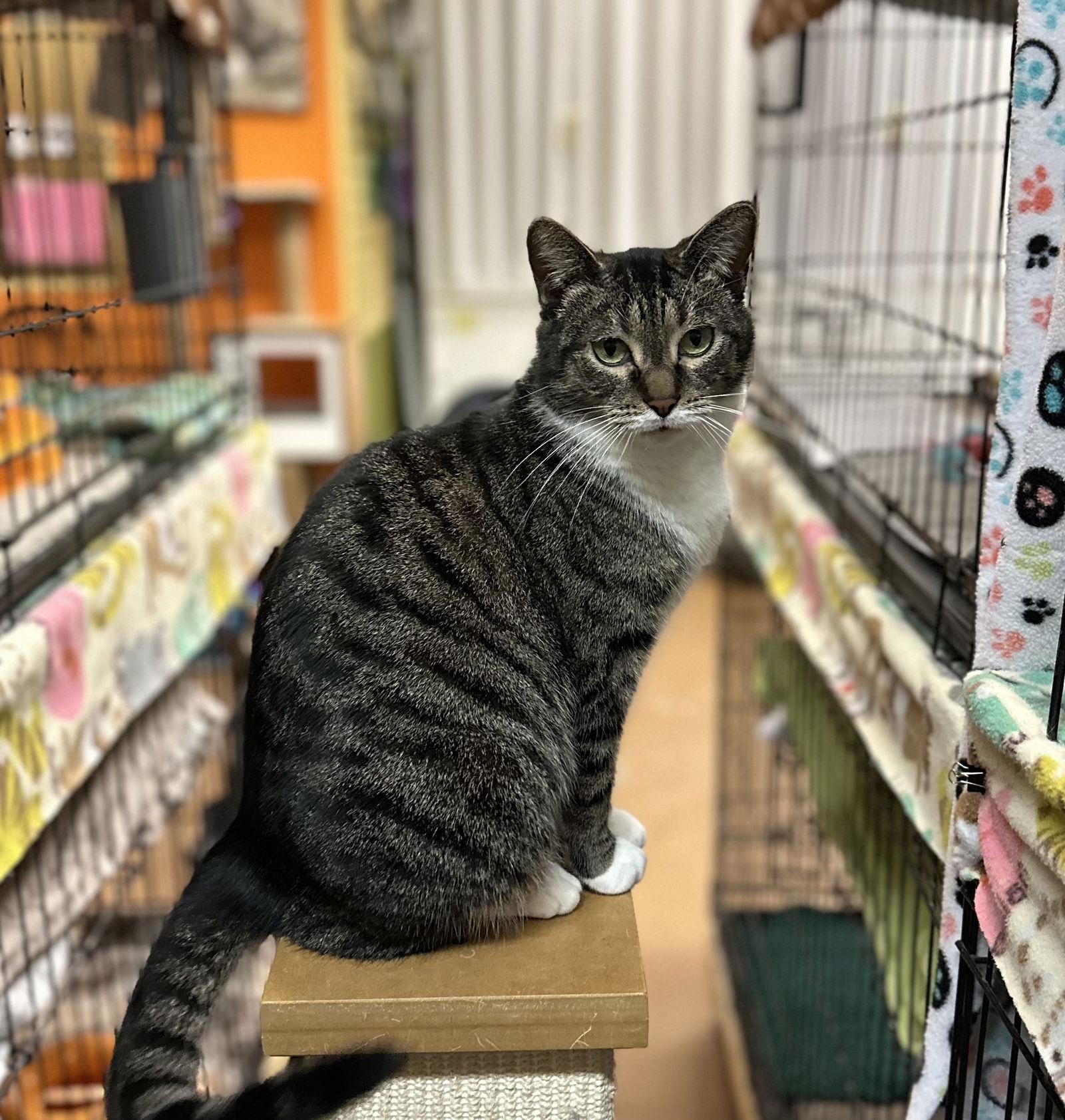 Enlarge Trixie, a Adoptable Domestic Short Hair in Blasdell, NY image 1/1