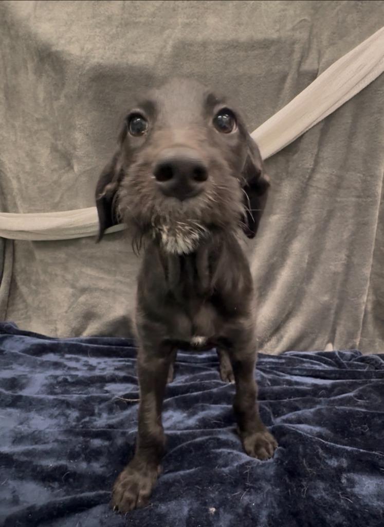 Enlarge Harajuku, a Adoptable mixed breed in Phoenix, AZ image 3/5