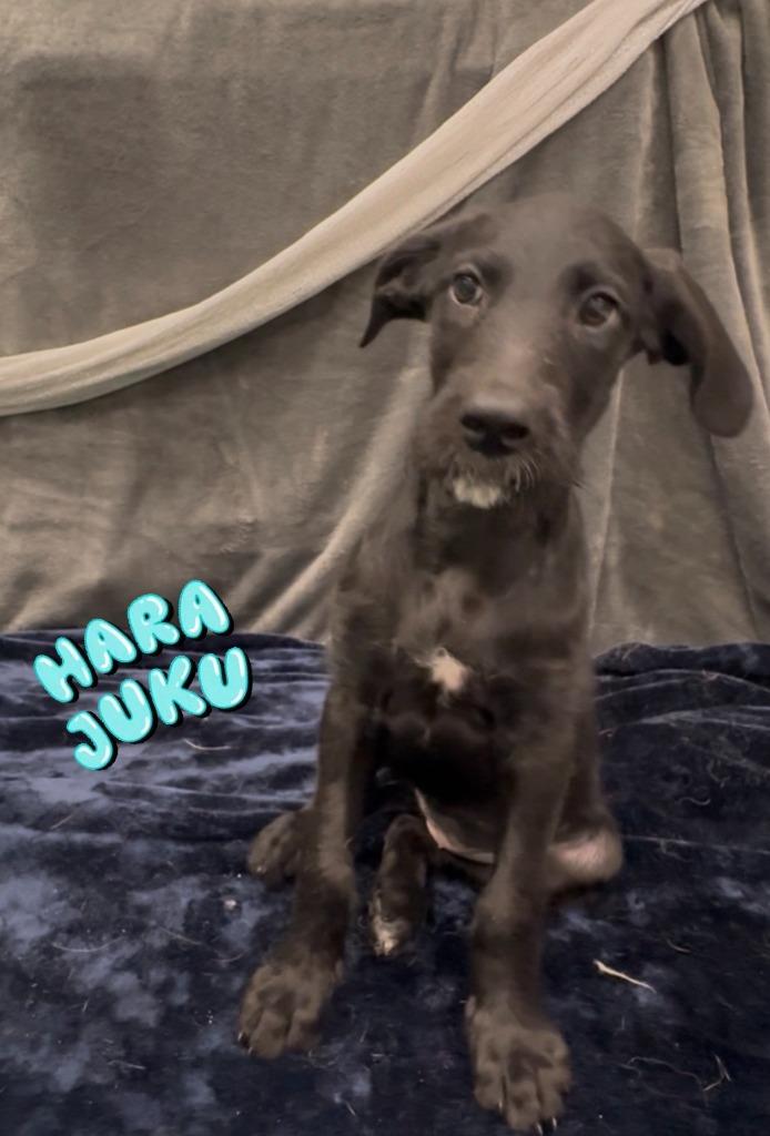 Enlarge Harajuku, a Adoptable mixed breed in Phoenix, AZ image 5/5