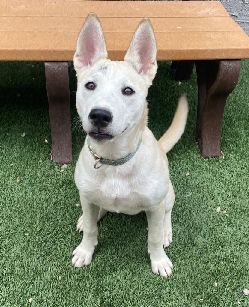 Snowcap, Adoptable, Young Female Husky & Pit Bull Terrier.