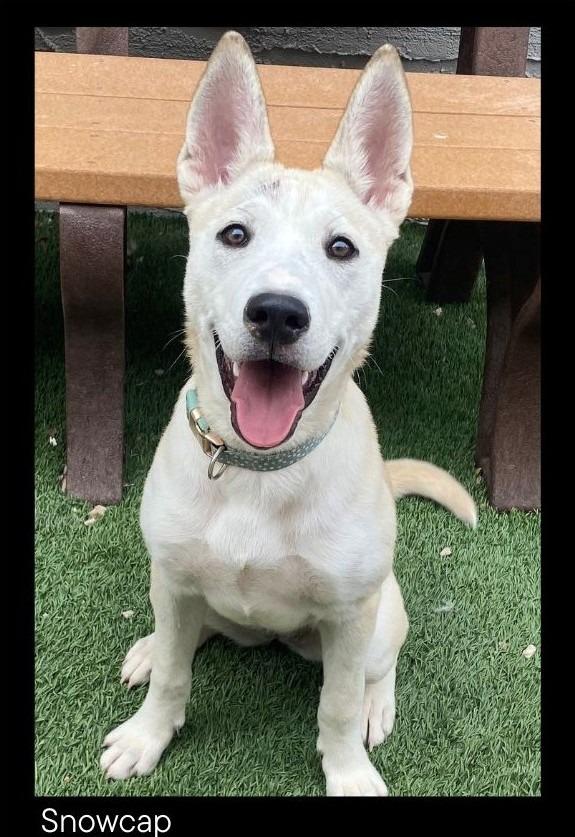 Enlarge Snowcap, a Adopted mixed breed in Chino Valley, AZ image 1/3