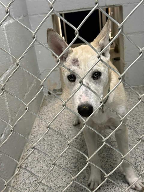 Enlarge Snowcap, a Adoptable mixed breed in Chino Valley, AZ image 2/3