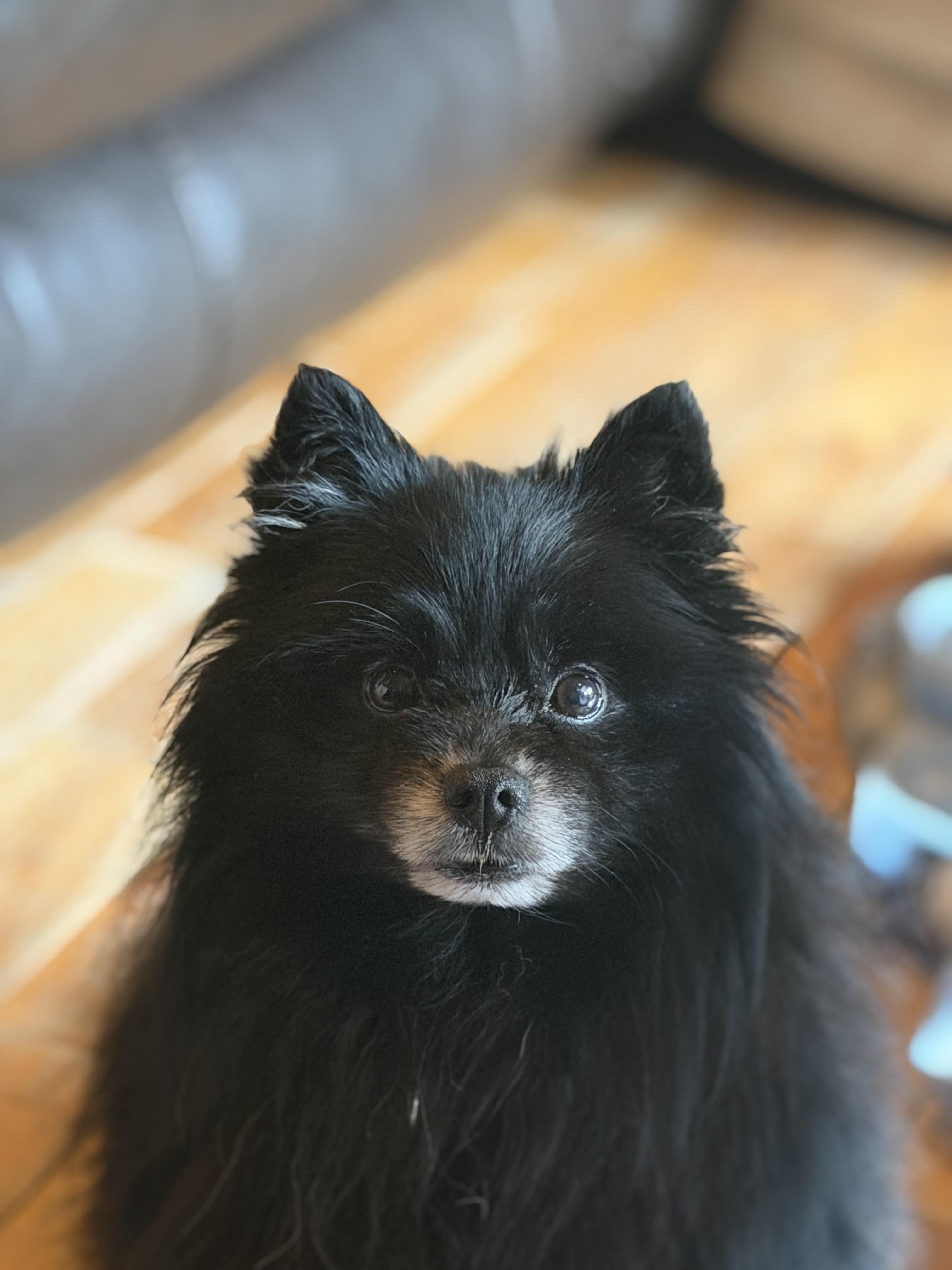 Bear, Adopted, Senior Male Pomeranian.