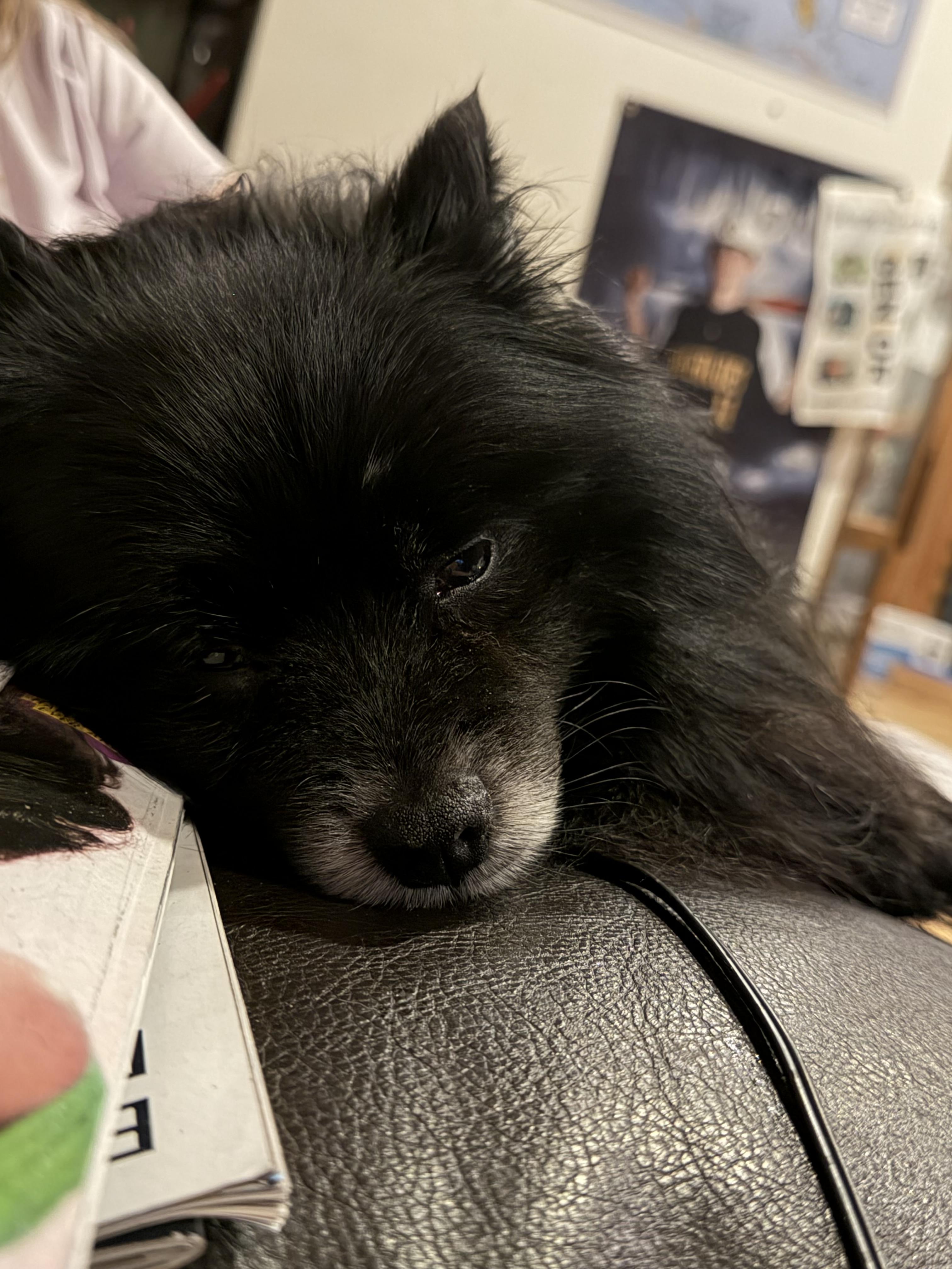 Enlarge Bear, a Adopted Pomeranian in Floyd, VA image 2/2