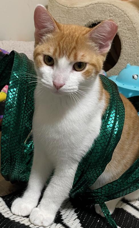 Obi, Adoptable, Young Male Domestic Short Hair & Tabby.