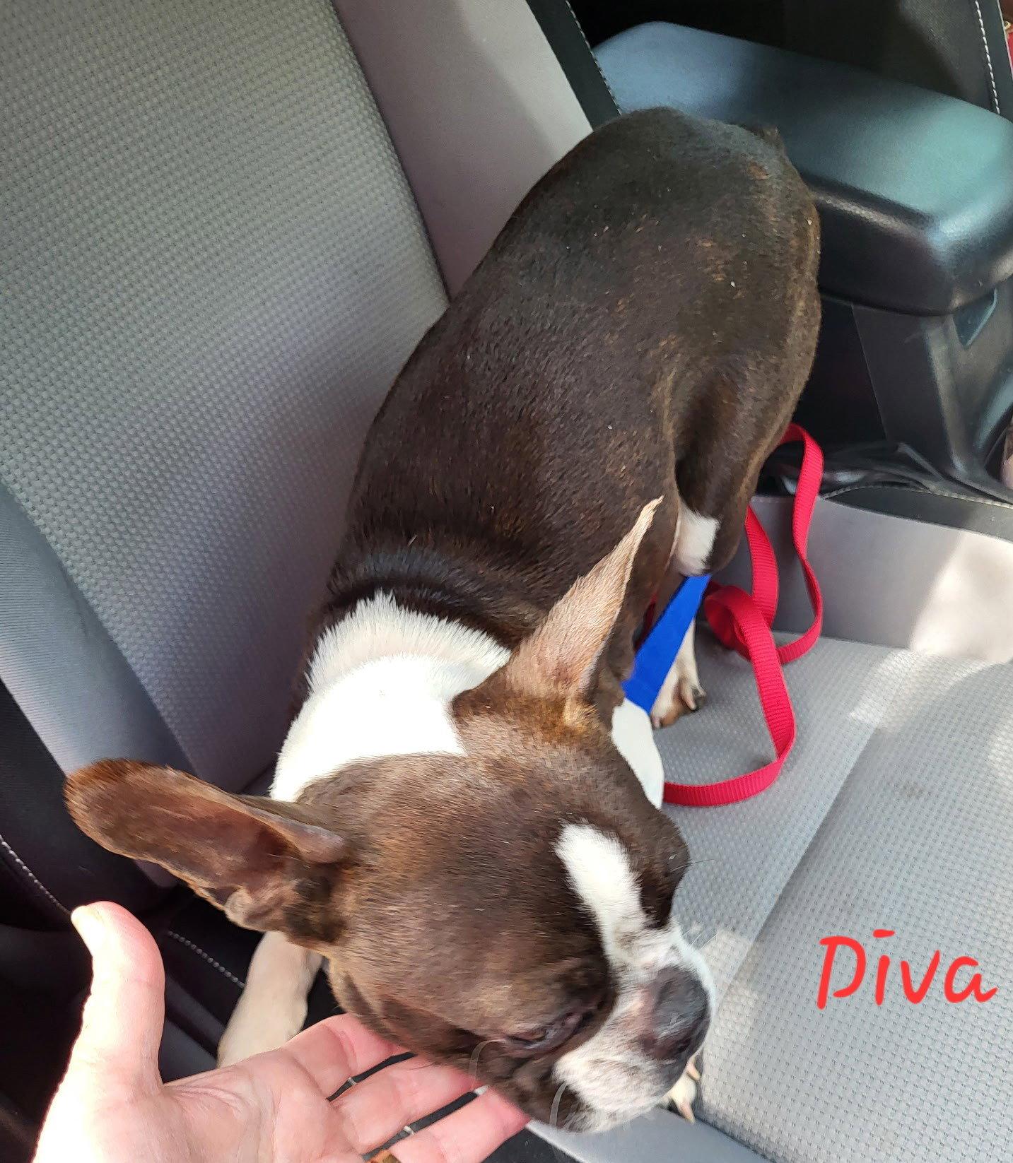 Mocha, Adopted, Adult Female Boston Terrier.