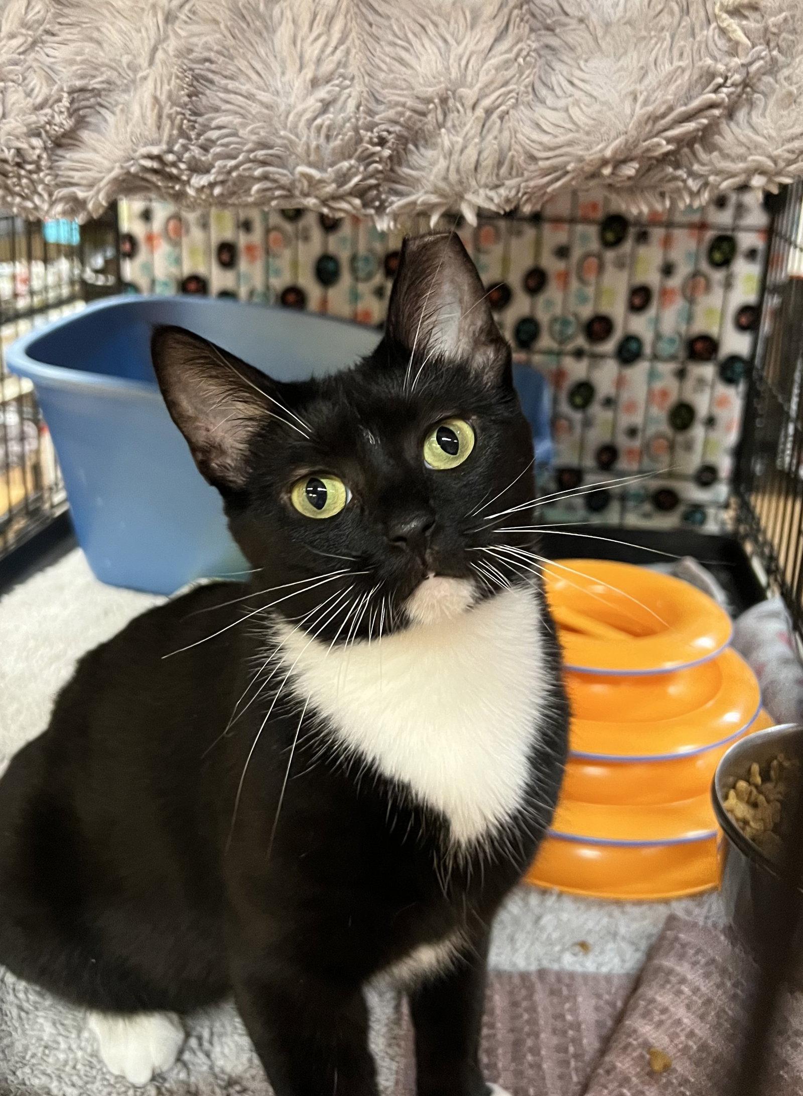 Wanda Rose, Adoptable, Young Female Domestic Short Hair.
