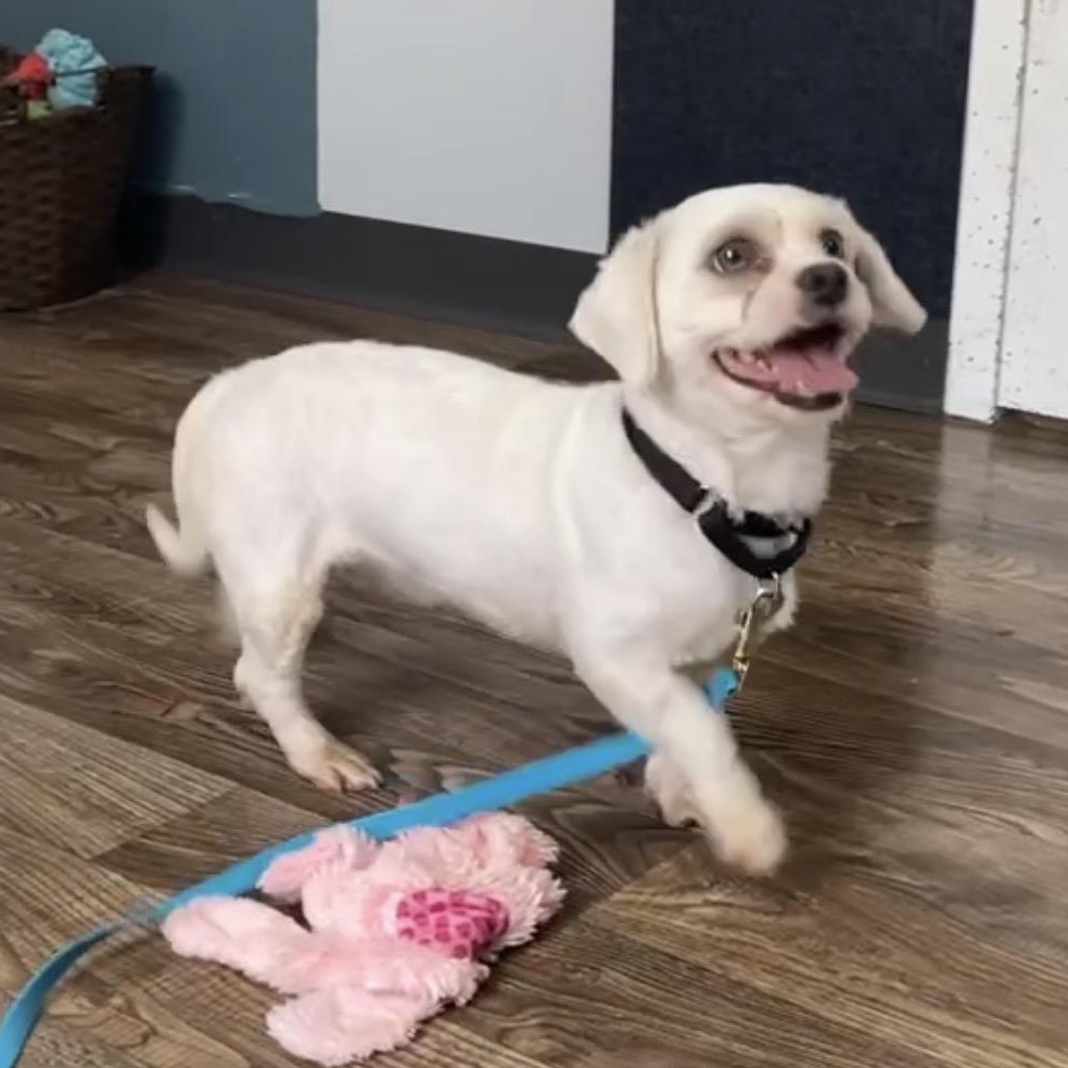 Enlarge Denver, a ADOPTABLE Mixed Breed in Honesdale, PA image 2/4