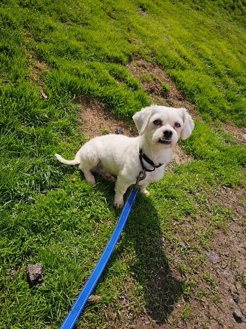 Enlarge Denver, a ADOPTABLE Mixed Breed in Honesdale, PA image 3/4