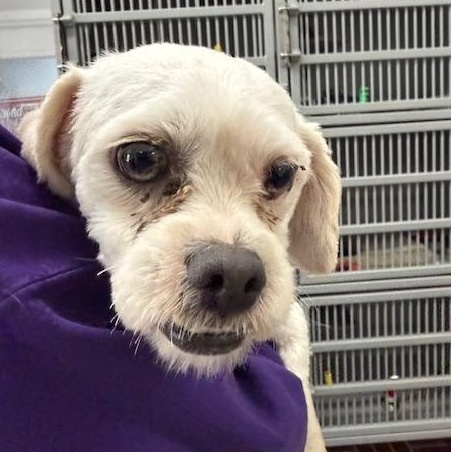 Enlarge Denver, a ADOPTABLE Mixed Breed in Honesdale, PA image 4/4