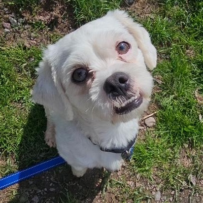 Enlarge Denver, a ADOPTABLE Mixed Breed in Honesdale, PA image 1/4