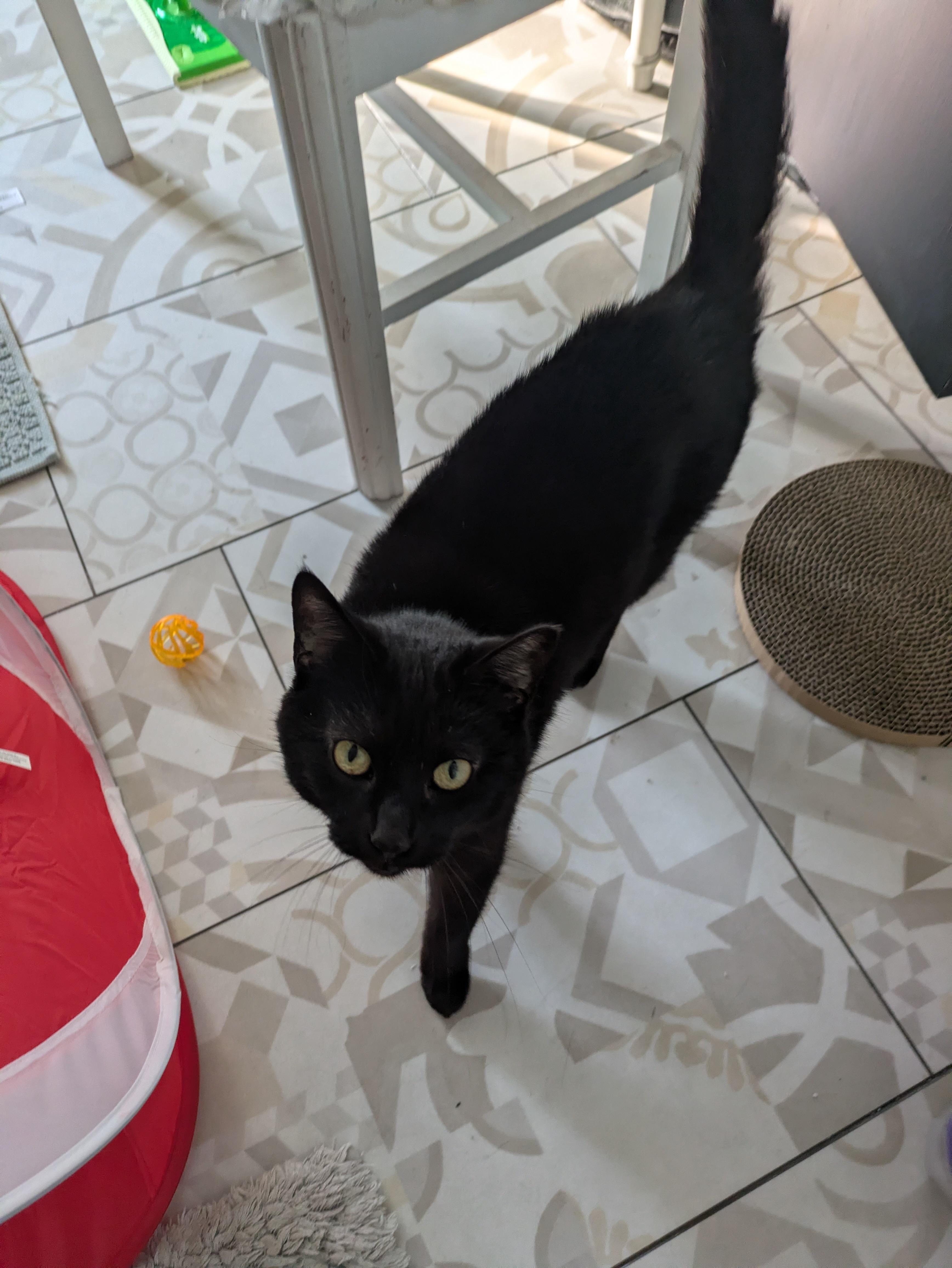 Toast, an adopted Domestic Short Hair in Pittsburgh, PA image 3/4