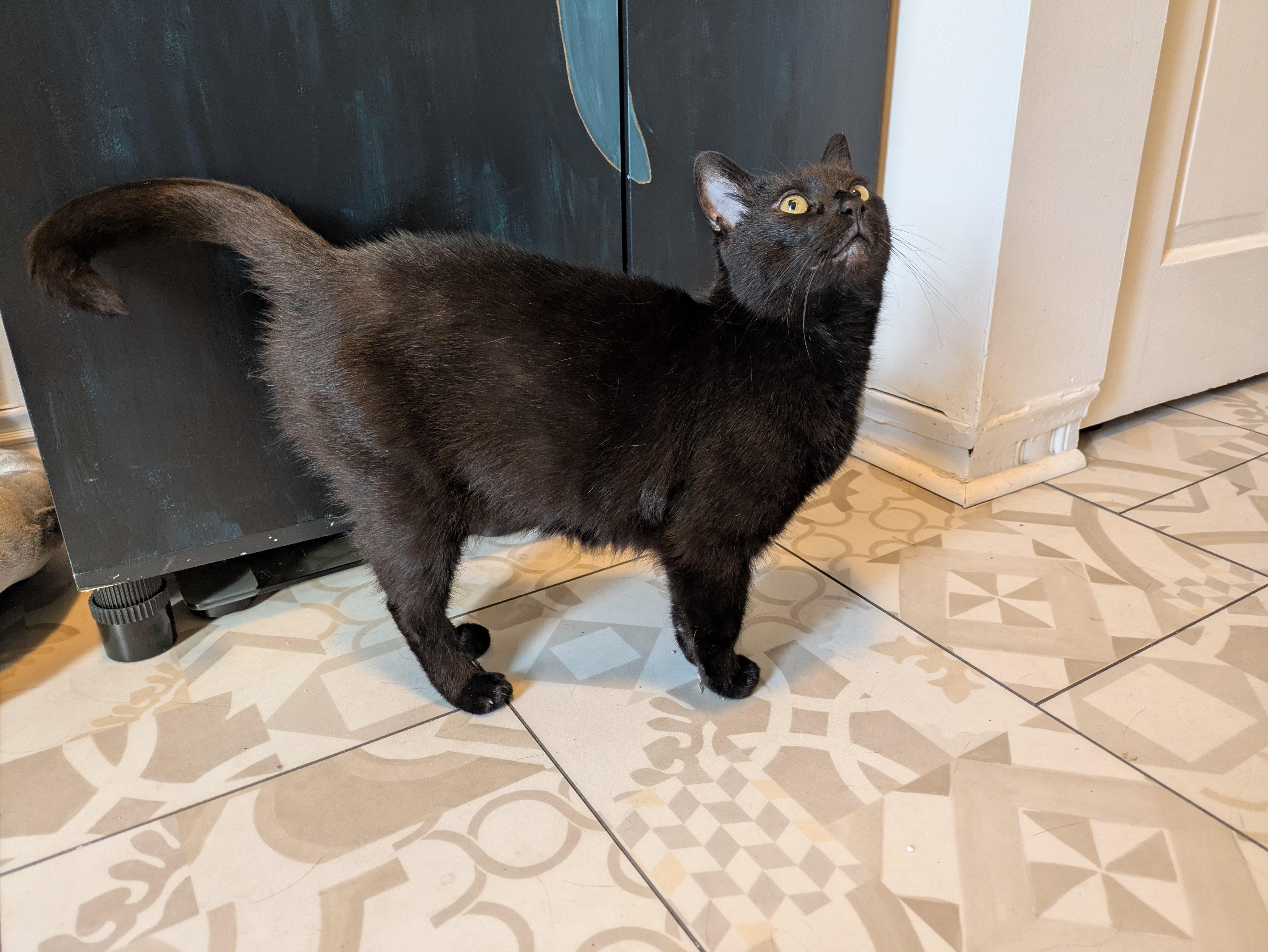 Toast, an adopted Domestic Short Hair in Pittsburgh, PA image 4/4
