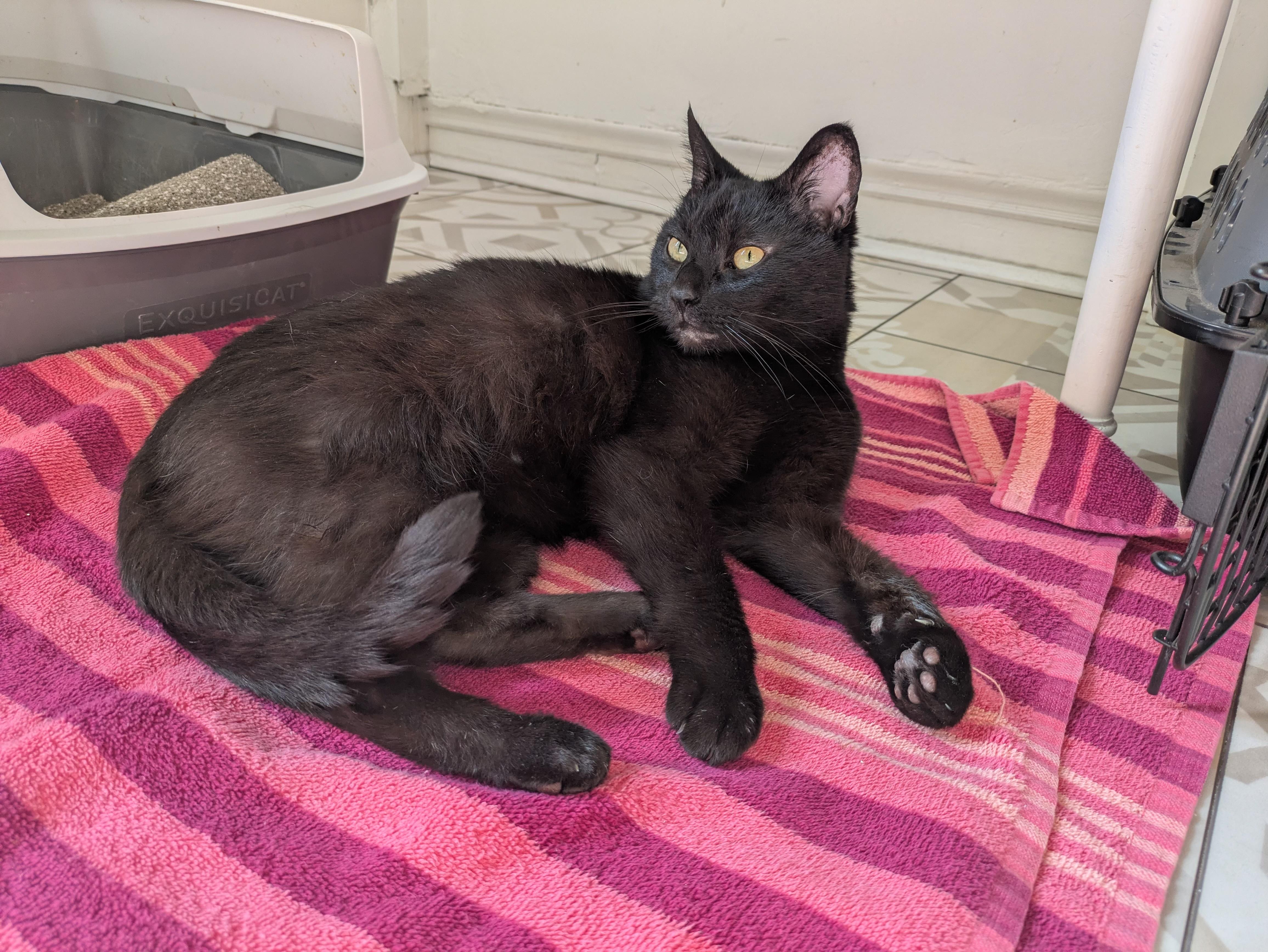Toast, adopted, Young Female Domestic Short Hair.