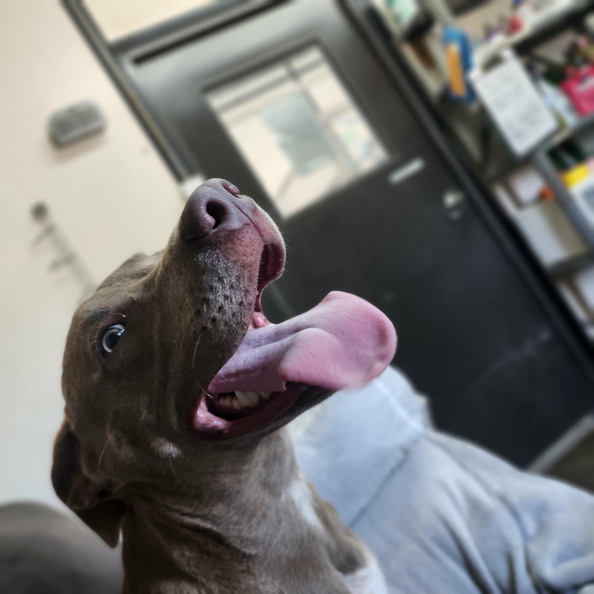 Enlarge Gilby, a ADOPTABLE mixed breed in Graham, TX image 4/4