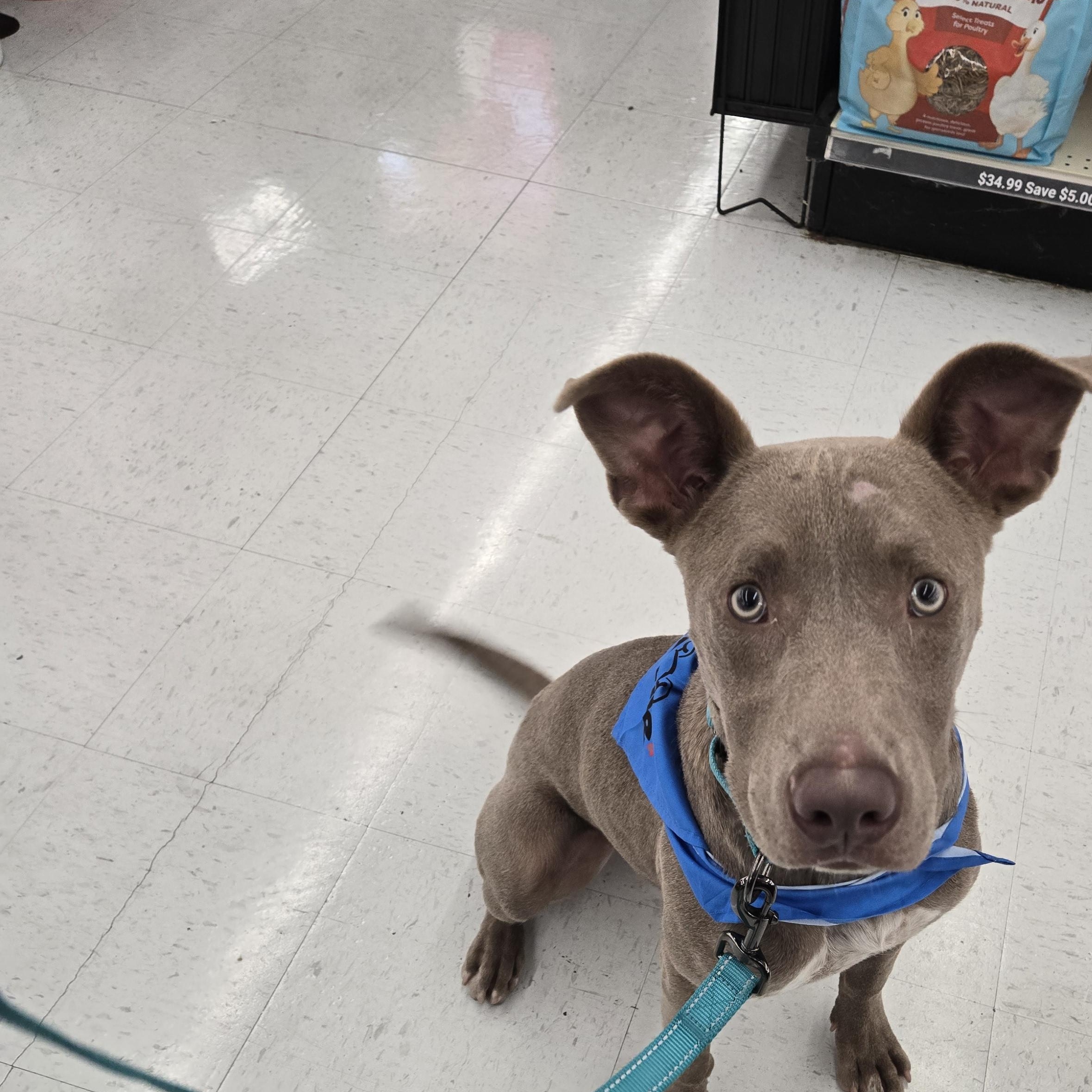 Enlarge Gilby, a ADOPTABLE mixed breed in Graham, TX image 3/4
