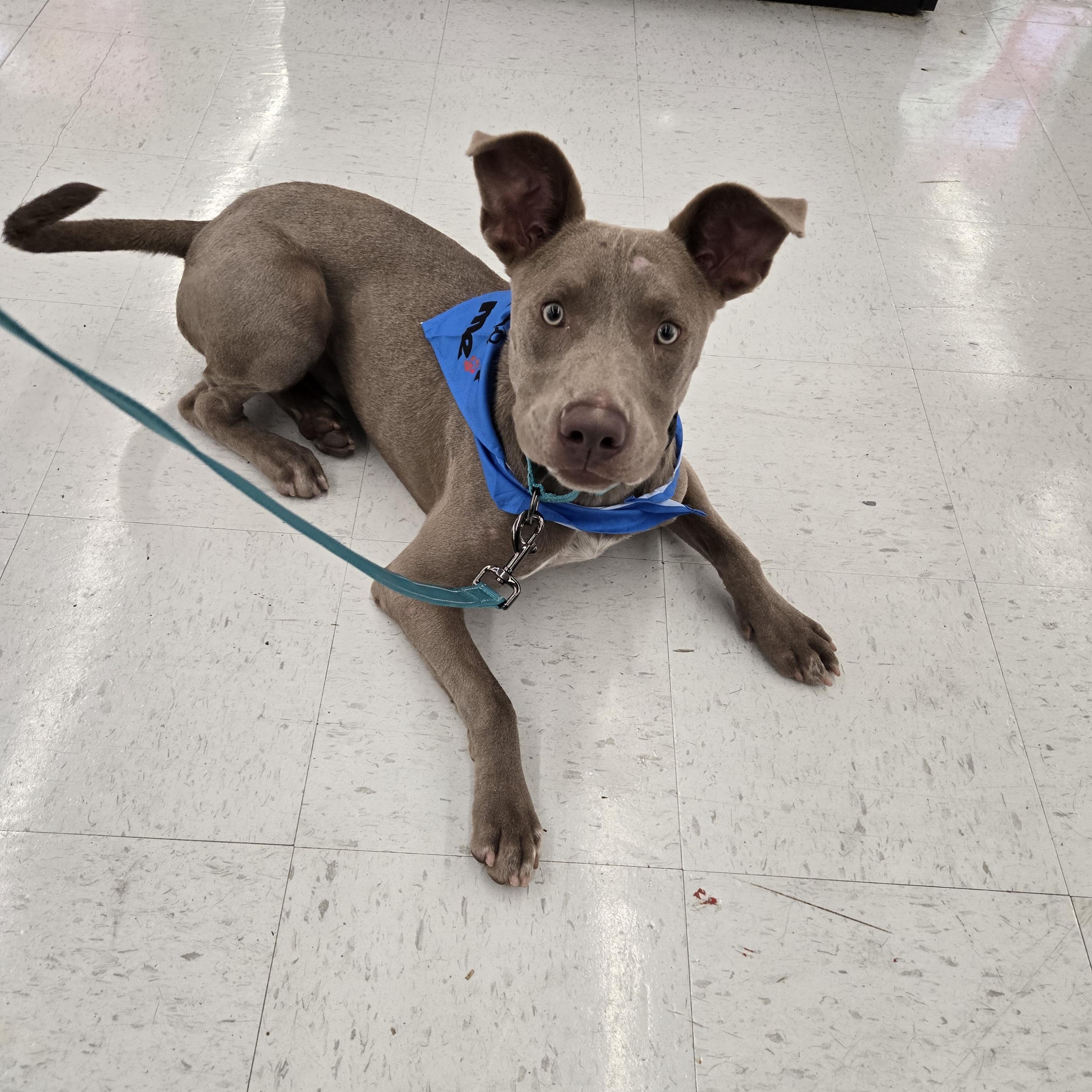 Enlarge Gilby, a ADOPTABLE mixed breed in Graham, TX image 1/4