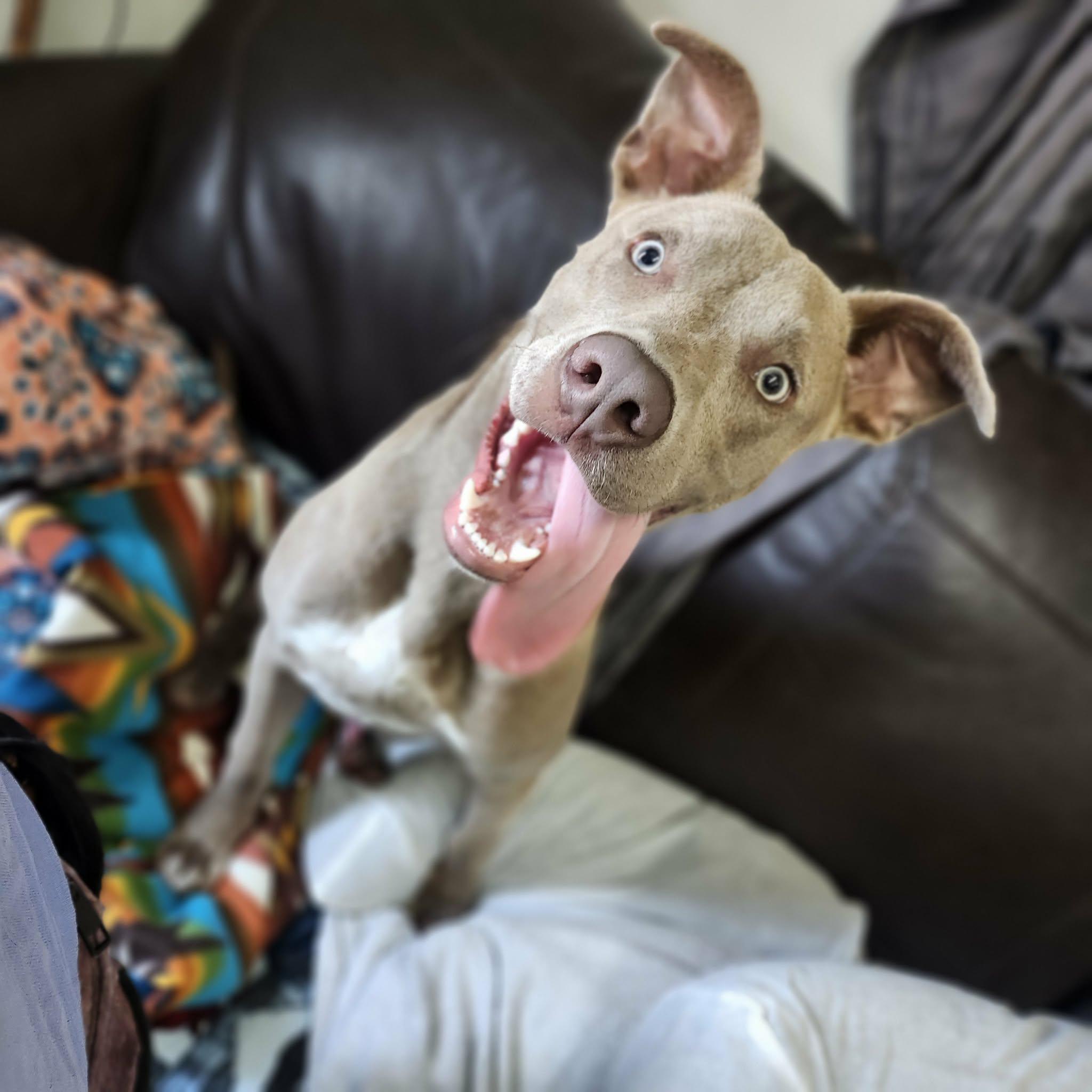 Enlarge Gilby, a ADOPTABLE mixed breed in Graham, TX image 2/4