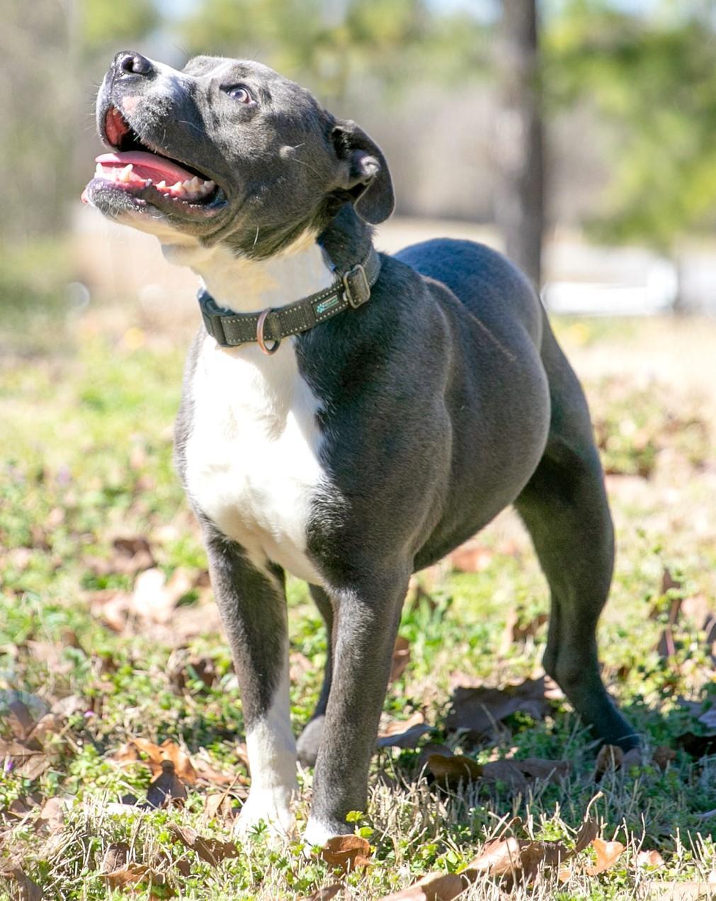 Enlarge Willie, a Adoptable mixed breed in Camp Hill, AL image 1/3
