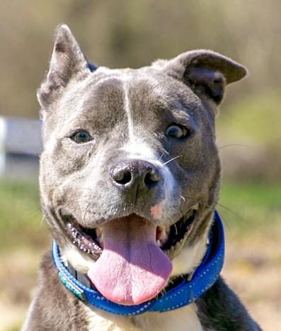 Willie, Adoptable, Adult Male Terrier.