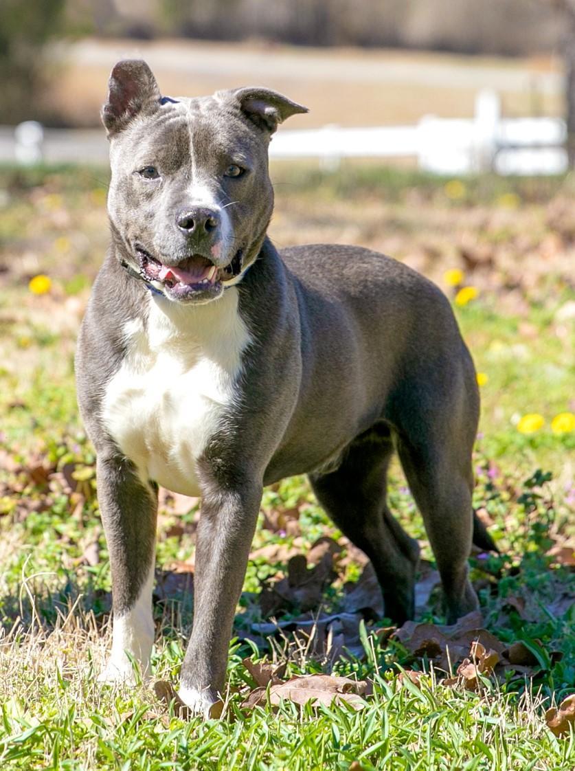 Enlarge Willie, a Adoptable mixed breed in Camp Hill, AL image 3/3