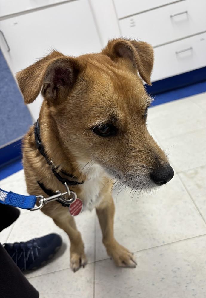 Enlarge Nachos, a Adoptable mixed breed in Greenbelt, MD image 1/6